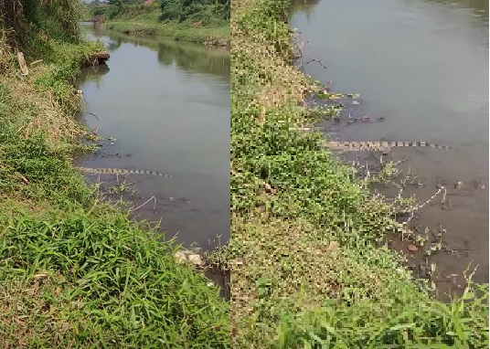 Bikin Geger! Buaya Muncul di Sungai Kencong Jember, Ada Dugaan Sengaja Dilepas?