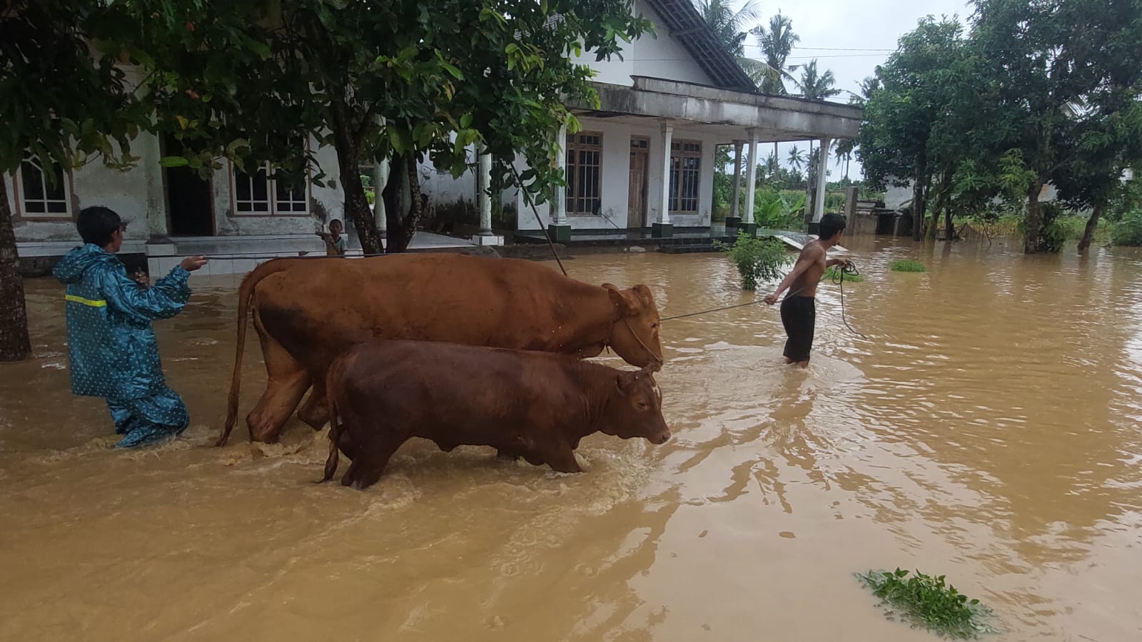 Upaya Warga Selamatkan Puluhan Hewan Ternak di Tengah Banjir Tempurejo