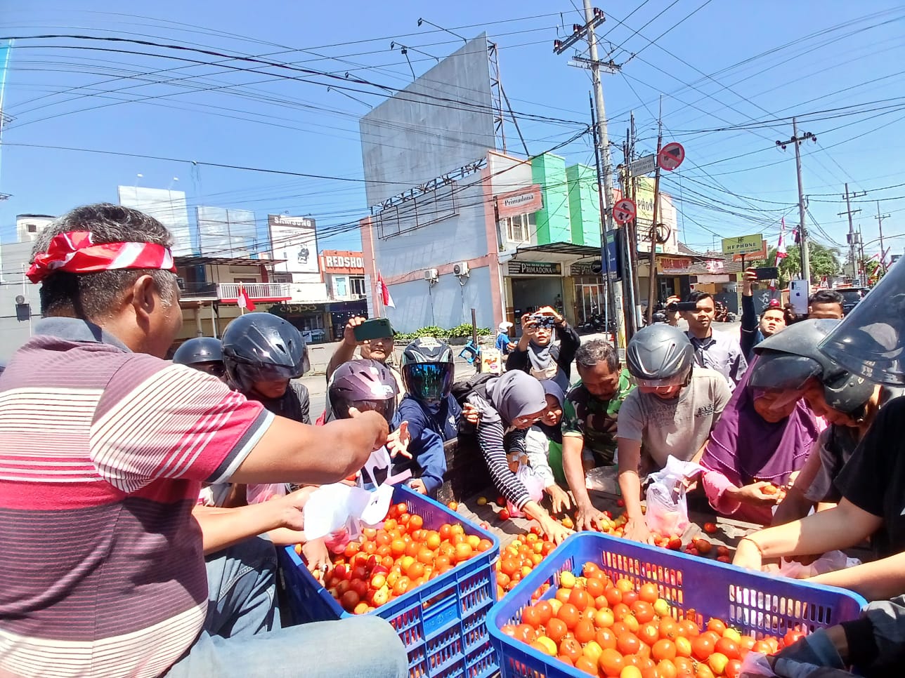 Harga Hanya Rp 500 per kilogram, Petani di Jember Bagikan Tomat Gratis ke Warga